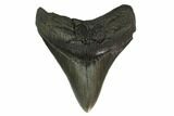 Fossil Megalodon Tooth - Serrated Blade #130850-1